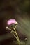 Pink flower of a thistle plant Carduus horridulum