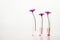 Pink flower in three test tubes with water in cosmetic science laboratory white background