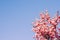 Pink Flower Tree Under Blue Sky