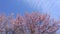 Pink flower trees with blue sky background, spring concept