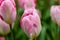 Pink flower of tulip sort Flaming Purissima.