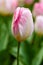 Pink flower of tulip sort Flaming Purissima.