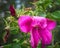 Pink flower and the unopened buds of wild rose close-up outdoors