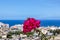 Pink flower and viewing point on the Atlantic ocean from a tourist resort on the hill in Coasta Adeje on Tenerife, Canary Islands