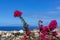 Pink flower and viewing point on the Atlantic ocean from a tourist resort on the hill in Coasta Adeje on Tenerife, Canary Islands