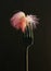 Pink flower with water droplets from dew close-up on a fork on a dark background. Unusual dessert served on a black fork