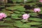 pink flower water lily between leaves in a Japanese pond
