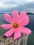 Pink flower on weathered pier post with lake and mountains in background