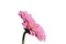 Pink Flower on White Background