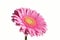 Pink Flower on White Background