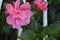 Pink Flower Through White Barred Fence