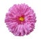 Pink flower, white isolated background with clipping path. Closeup.