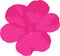 Pink flower of wild lady`s slipper Impatiens parviflora. Vector Illustration.