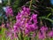 Pink flower wild medicinal plant-narrow-Leaved Cypress, Ivan-tea lats