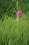 Pink flower in the wild national park. Thailand.