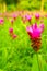 Pink flower Wild siam tulips blooming