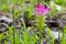 Pink flower of Wild turmeric, Zingiberaceae family in Thailand,