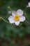 Pink Flower With Yellow Center Anenome