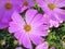 Pink Flower with Yellow Pollens at Garden