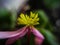 A pink flower and yellow seeds.