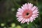 Pink flower or Zinnia Bright colors in garden