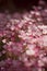 Pink flowerbed