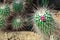 A pink flowered cactus and desert stones. Cactus family