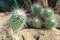 A pink flowered cactus and desert stones. Cactus family