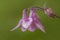 Pink- flowered common columbine, Aquilegia vulgaris