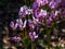 Pink-flowered flowers of Primula meadia, the shooting star or eastern shooting star Dodecatheon meadia