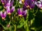 Pink-flowered flowers of Primula meadia, the shooting star or eastern shooting star Dodecatheon meadia