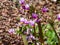 Pink-flowered flowers of Primula meadia, the shooting star or eastern shooting star Dodecatheon meadia flowering in garden with