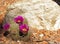 Pink flowered hedgehog cactus