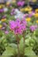 Pink-flowered Primula meadia, shooting star or eastern shooting star. Popular cultivated ornamental plant. Flowers for parks,