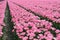 Pink flowerfields rows along the touristic tulip route in Noordoostpolder, Holland
