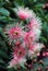 Pink flowering australian gum