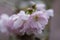 Pink flowering cherry, Prunus Accolade