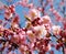 Pink flowering cherry tree