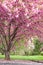 Pink flowering cherry trees