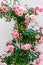 Pink flowering climbing roses at house wall