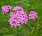 Pink flowering Common Yarrow