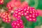 Pink flowering Common Yarrow and hoverflies with a blurred green background