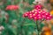 Pink flowering Common Yarrow and hoverflies with a blurred green background