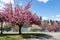 Pink Flowering Crabapple Trees during Spring at Rainey Park in Astoria Queens New York along the East River