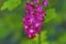 Pink Flowering Currant Blooming Macro