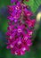 Pink Flowering Currant Blooming Macro