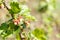 Pink flowering currant. currant begins to bloom