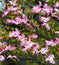 Pink Flowering Dogwood Tree During Spring