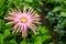 Pink flowering Gerbera plant with a yellow heart from close