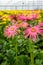 Pink flowering Gerbera plants with curled petals and yellow hear